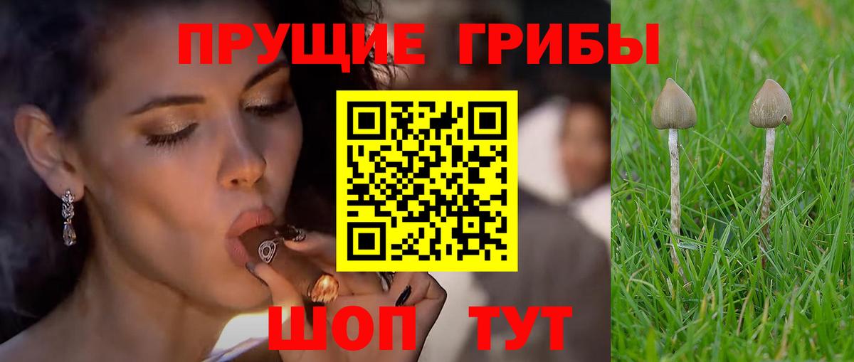 Можайск  сколько стоит  Вход с VPN  Галлюциногенные грибы Cubensis 